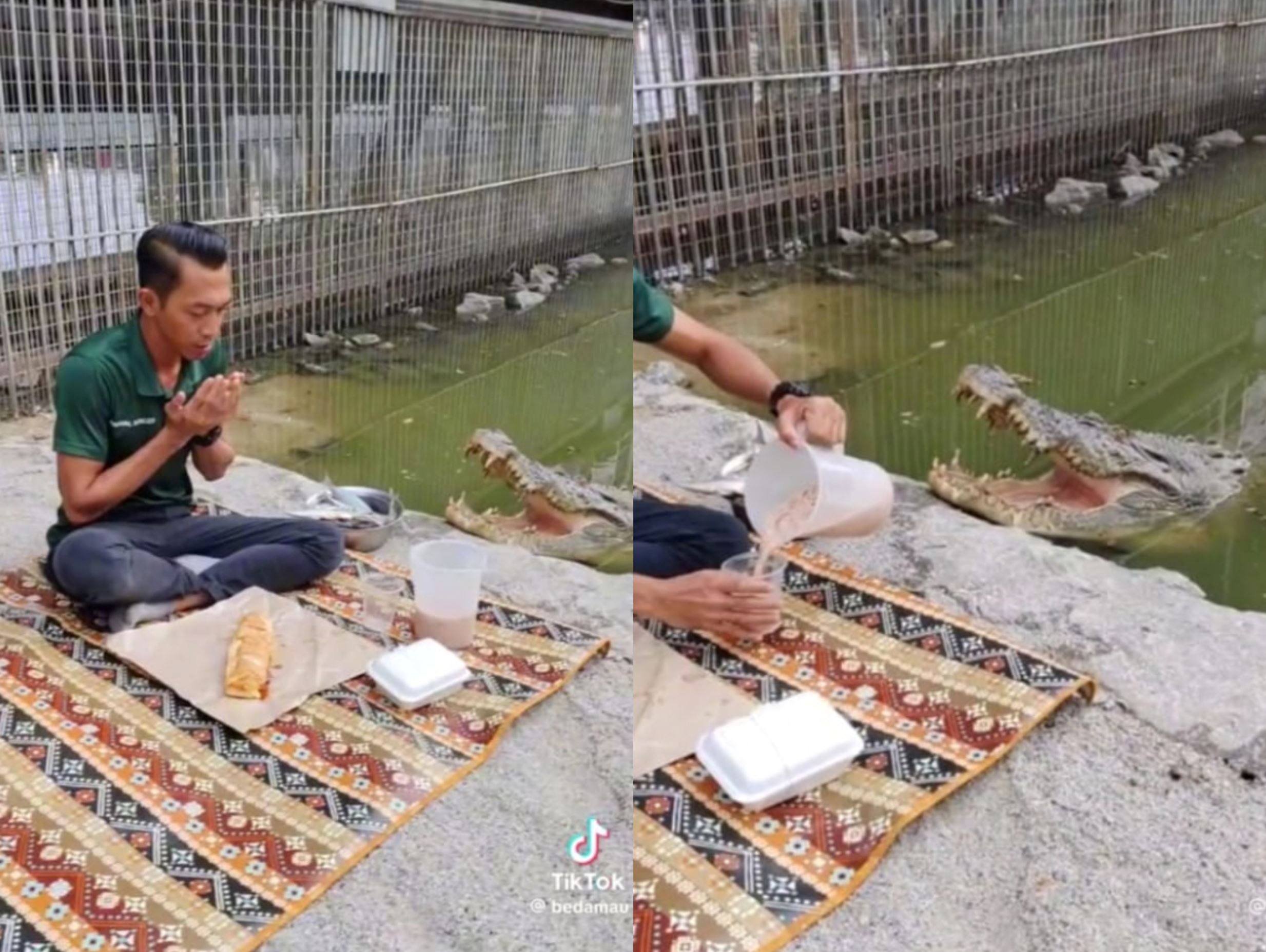 malaysian handler casually breaks fast with crocodile nearby, impressing netizens!