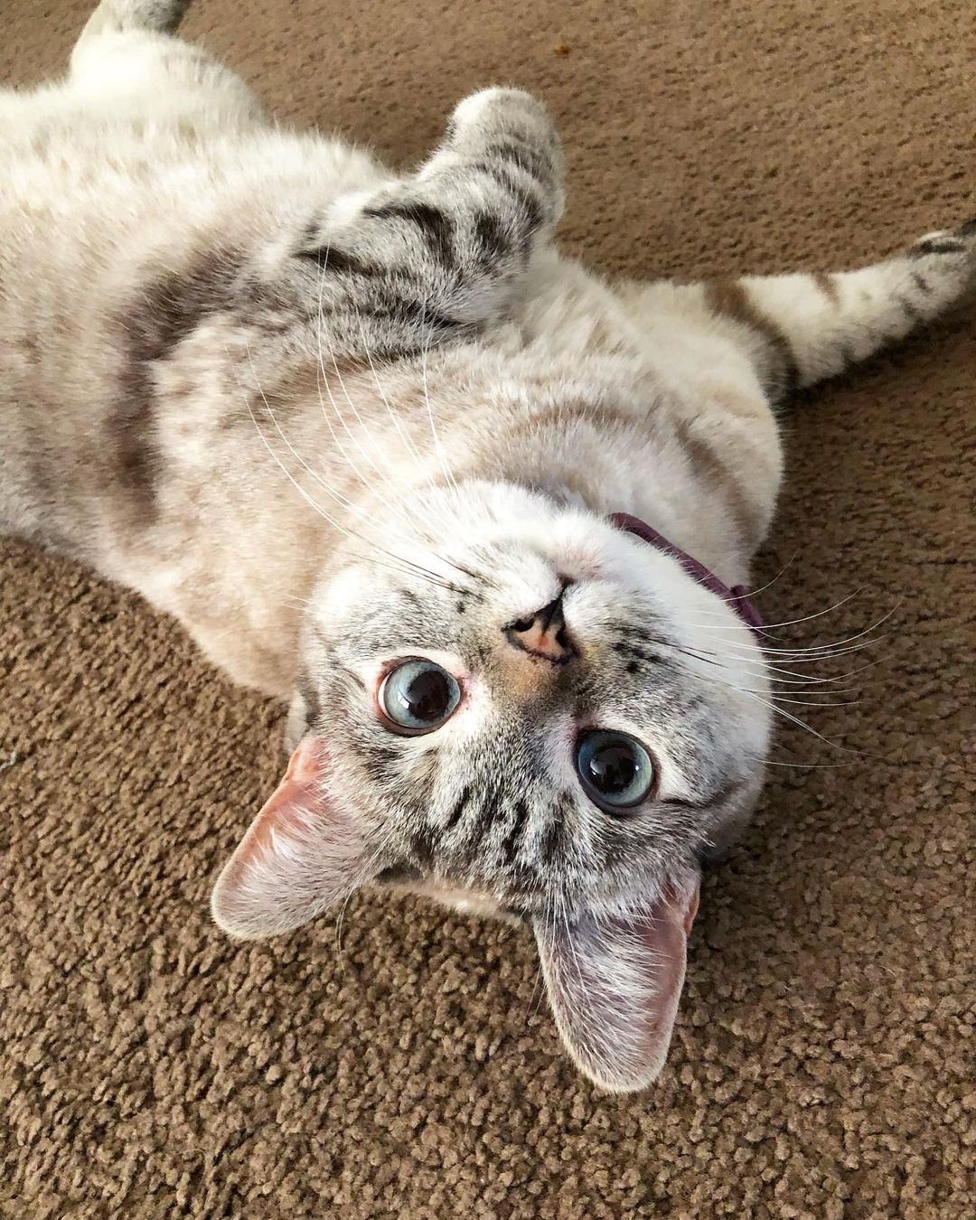 混血猫「娜拉」身价达5亿令吉🐱ig拥有超过400万粉丝🔥