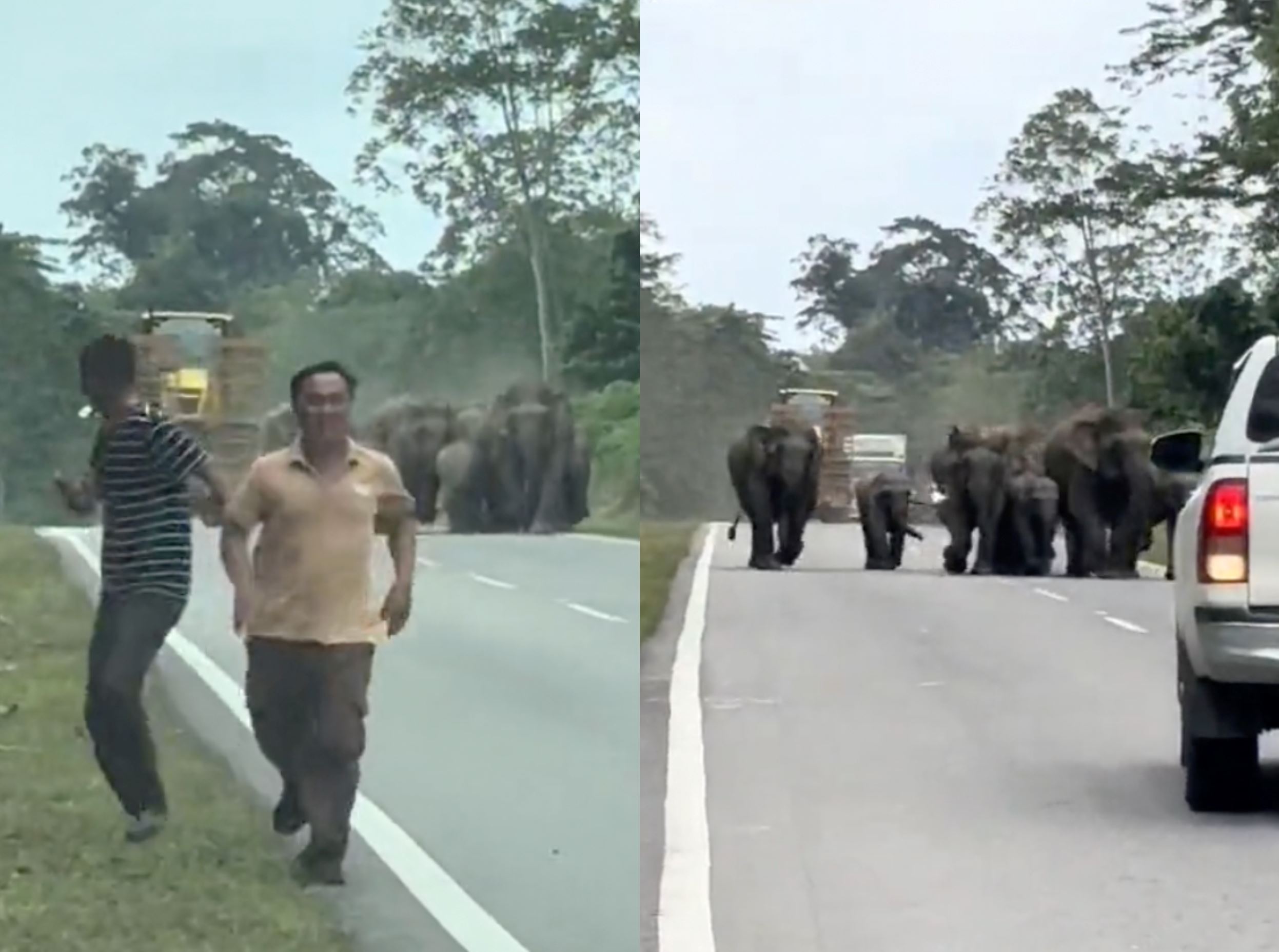malaysians move their vehicles quickly after borneo pygmy elephant herd takes over sabah road