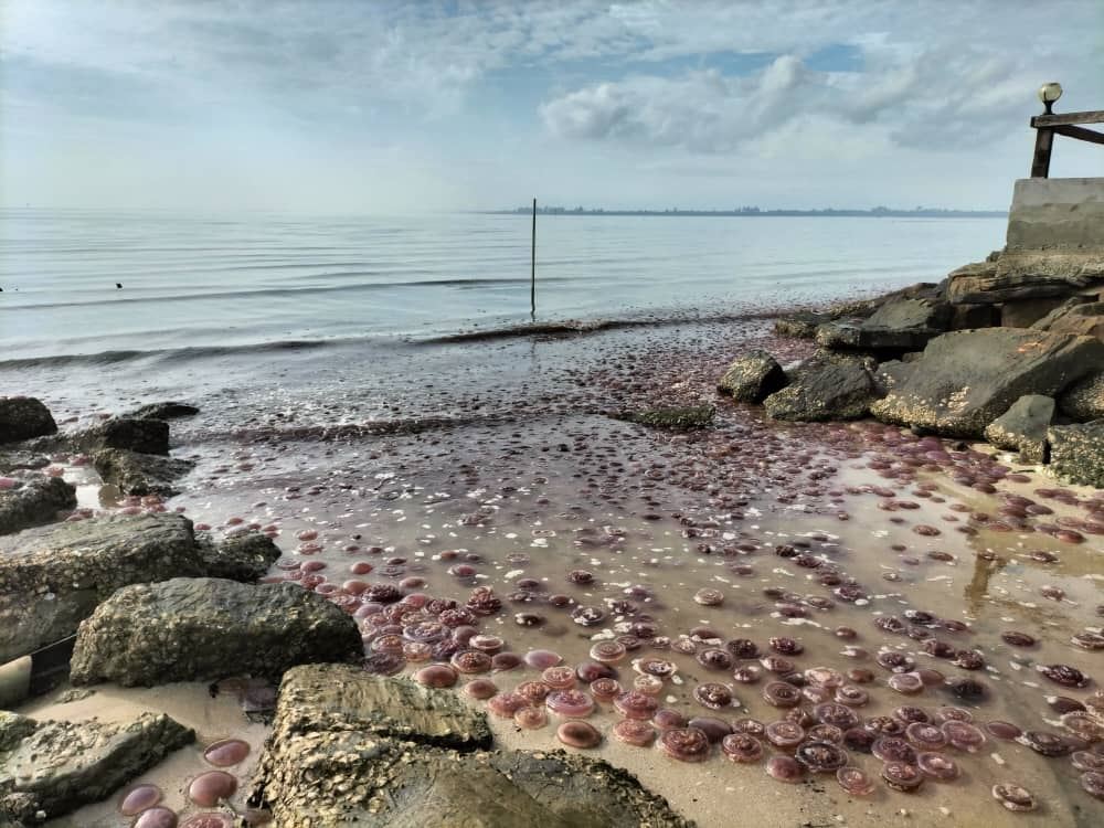 penduduk terkejut temui ribuan obor-obor terdampar