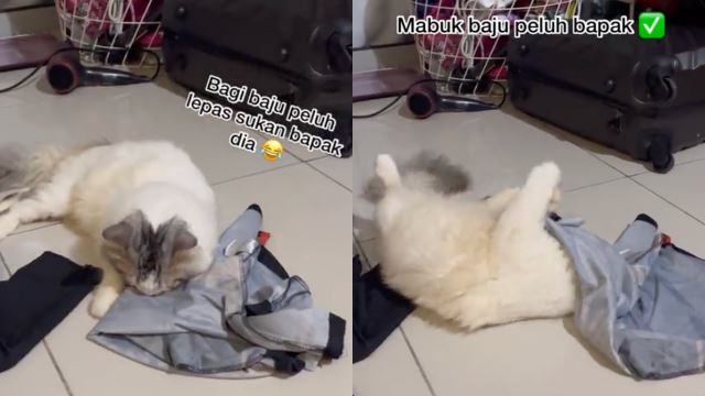 kucing-bau-baju-640.png