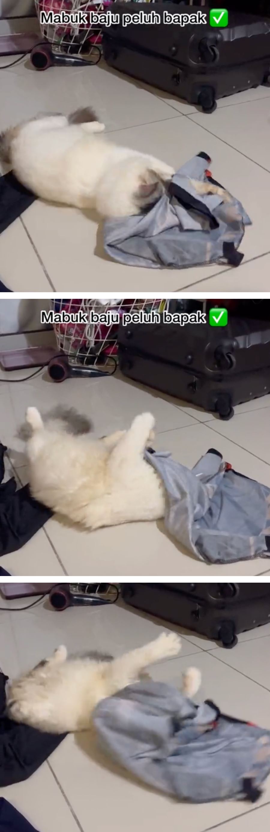 pelik, kucing peliharaan tergila-gila baju bau peluh tuannya sendiri