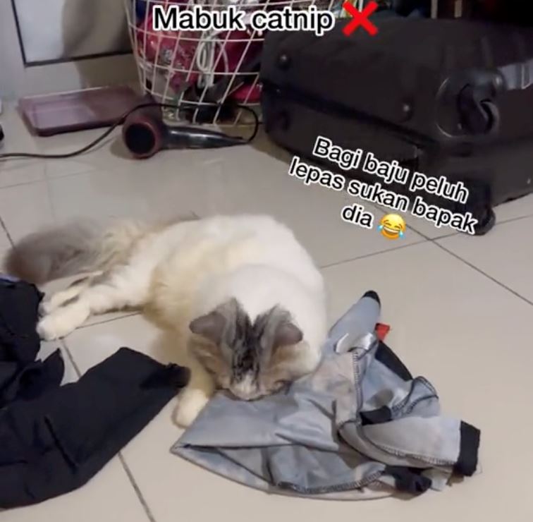 pelik, kucing peliharaan tergila-gila baju bau peluh tuannya sendiri
