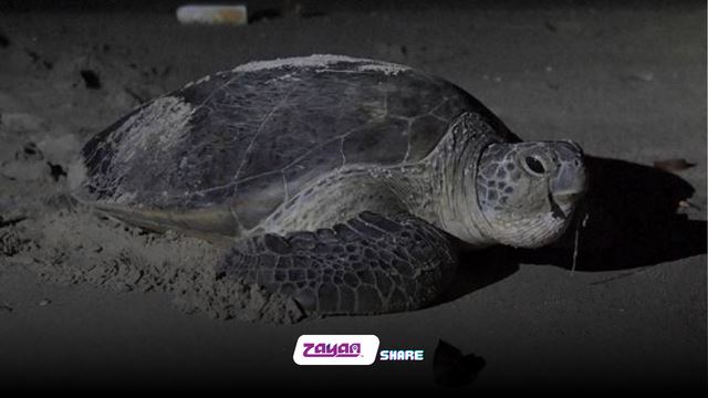 pantai teluk bahang diisytihar sebagai sarang penyu bertelur