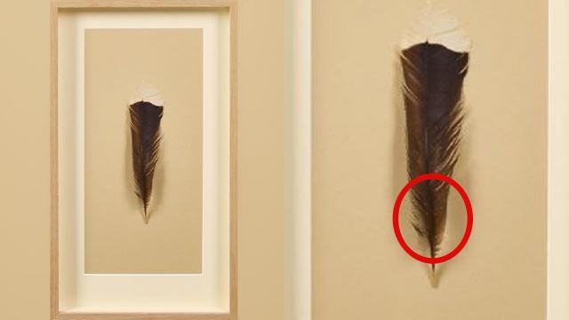 sanggup berhabis duit rm133,989 untuk sehelai bulu?