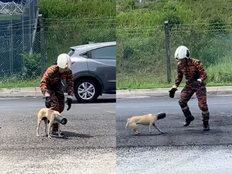 malaysians commend abang bomba for rescuing stray dog trapped in plastic tube