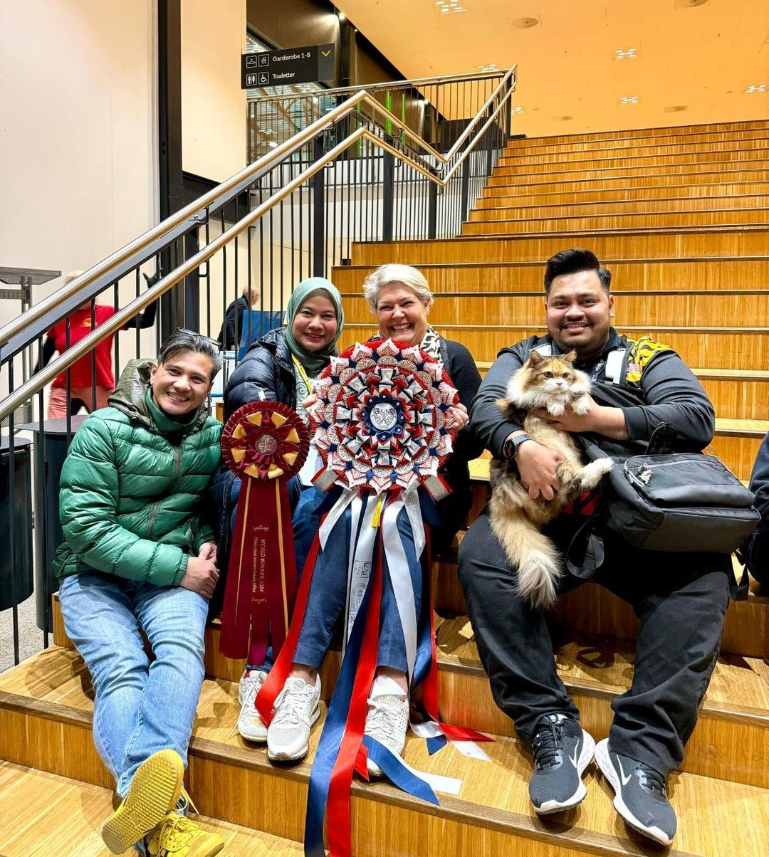 malaysian stray cat ‘baby’ crowned champion at international show in norway