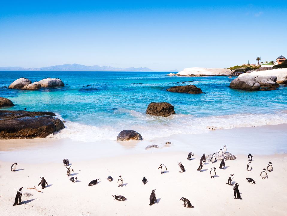 A group of penguins on a beach in South Africa