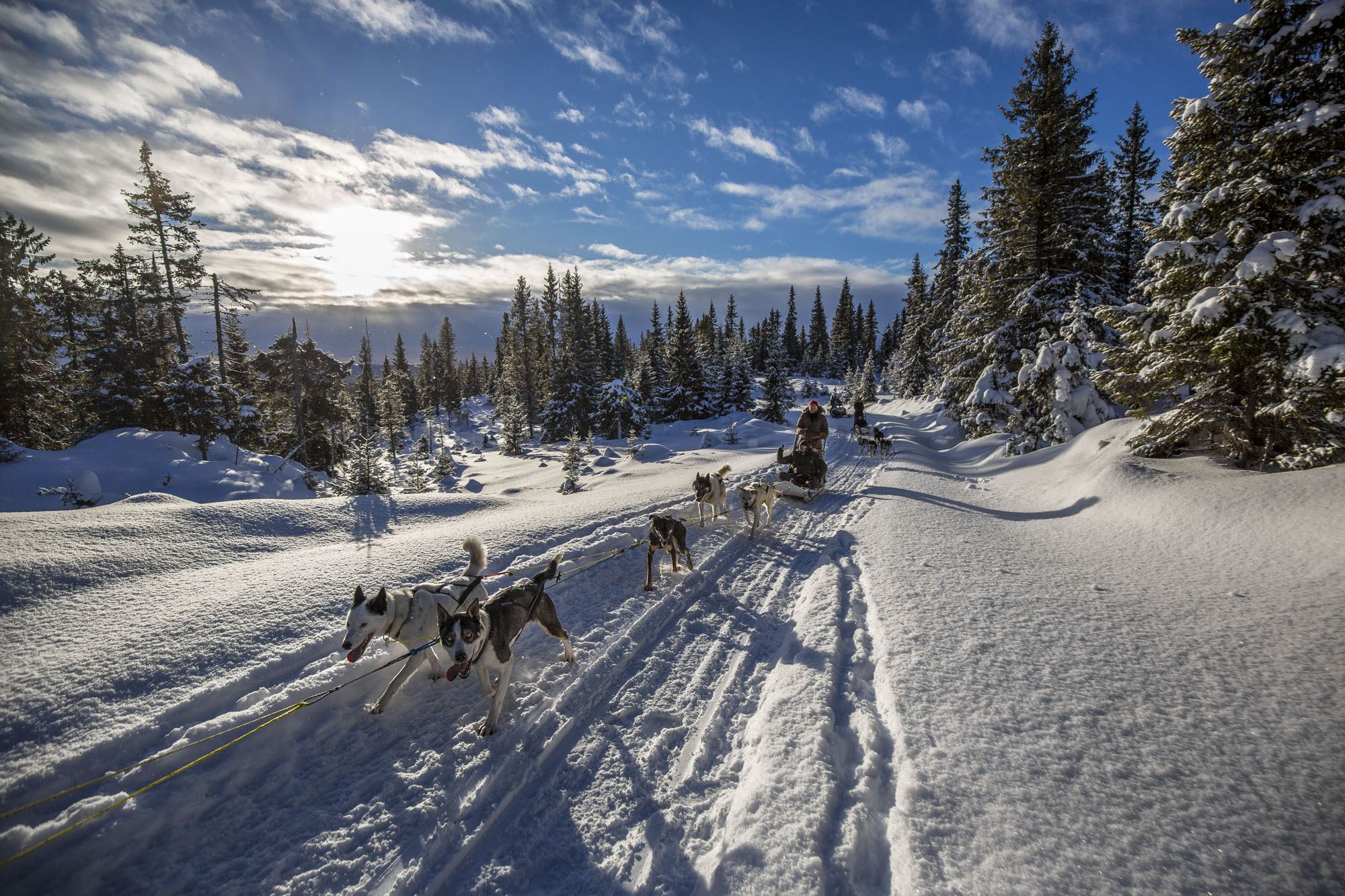 A pack of dogs pulling a sled in the snow