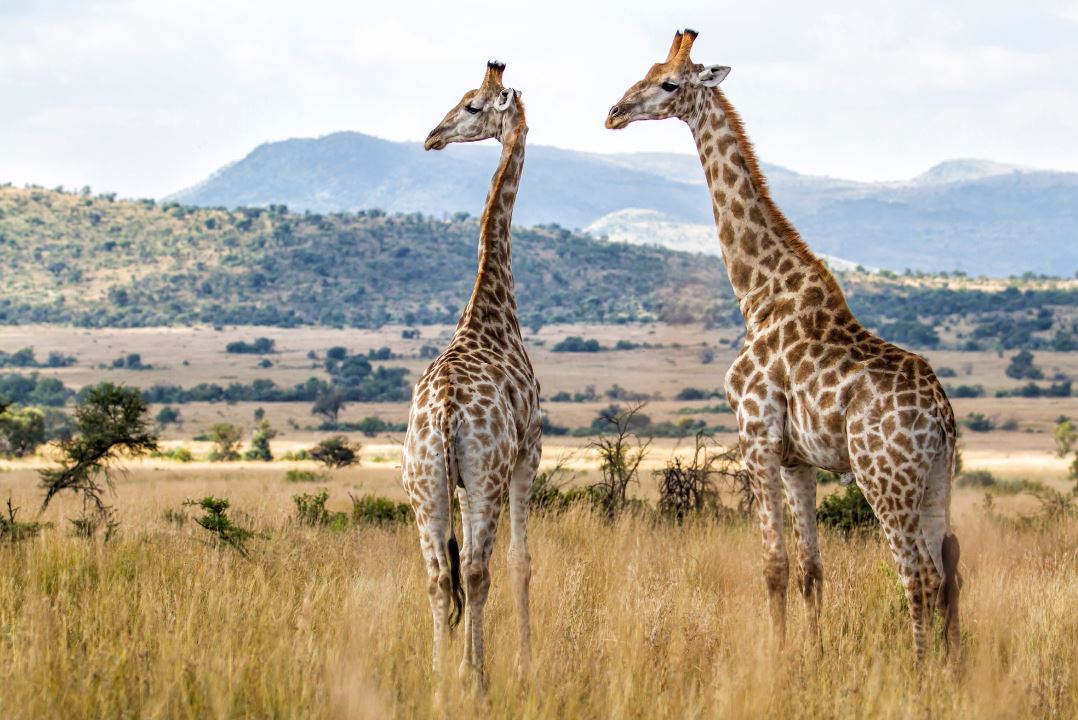 A picture of two giraffes in a safari in Johannesburg, South Africa