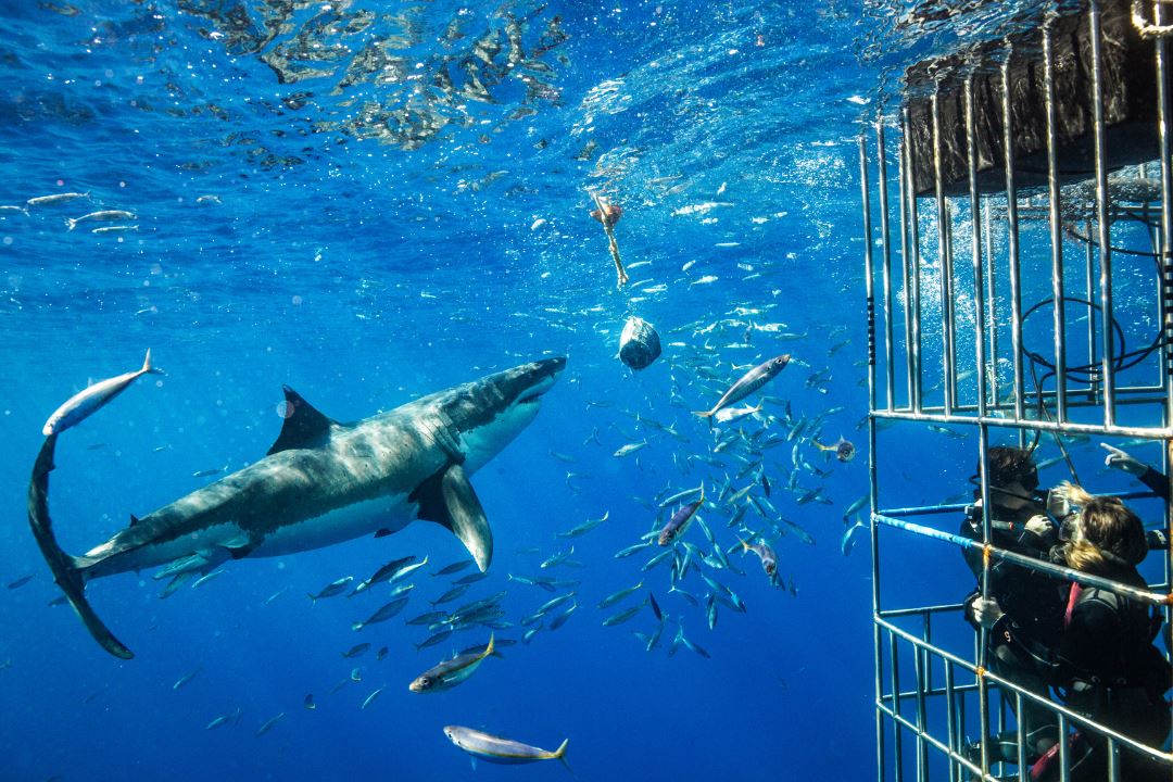 A picture of people in a cage underwater with a shark and fishes in Cape Town, South Africa