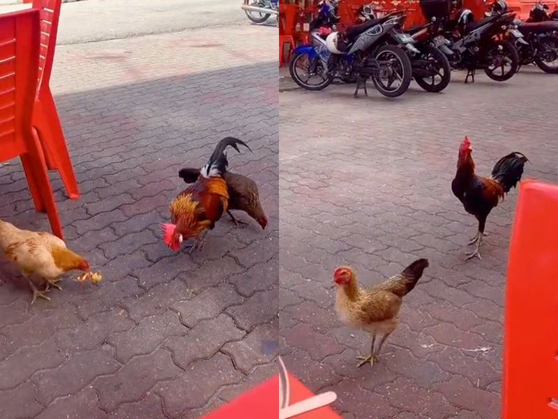 m’sian shares experience of feeding “stray chickens” at kl restaurant, netizens amused