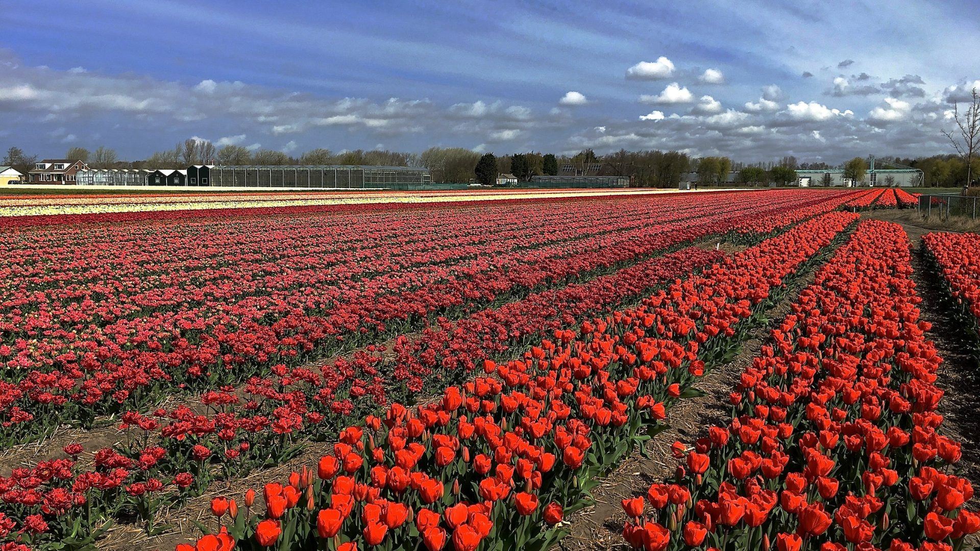 A garden of tulips in various colours