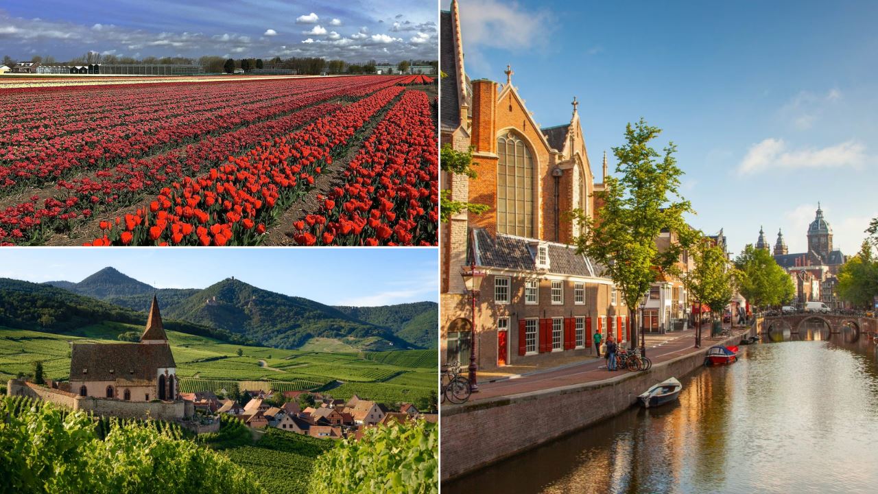 tulips-canals-amsterdam-alsace-french_1.png