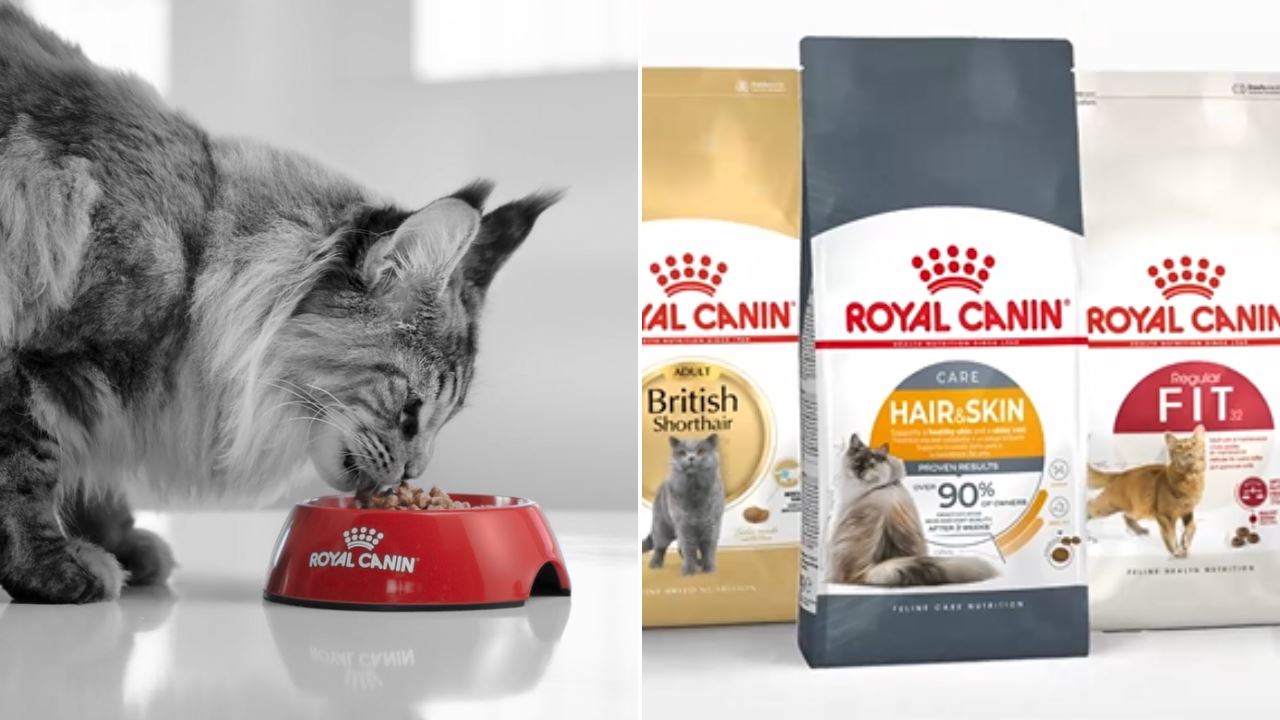 kucing-british shorthair-makan-royal-canin