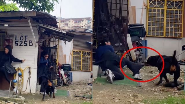 mia nasir nyaris digigit anjing rottweiler - “syukur, allah lindung saya”