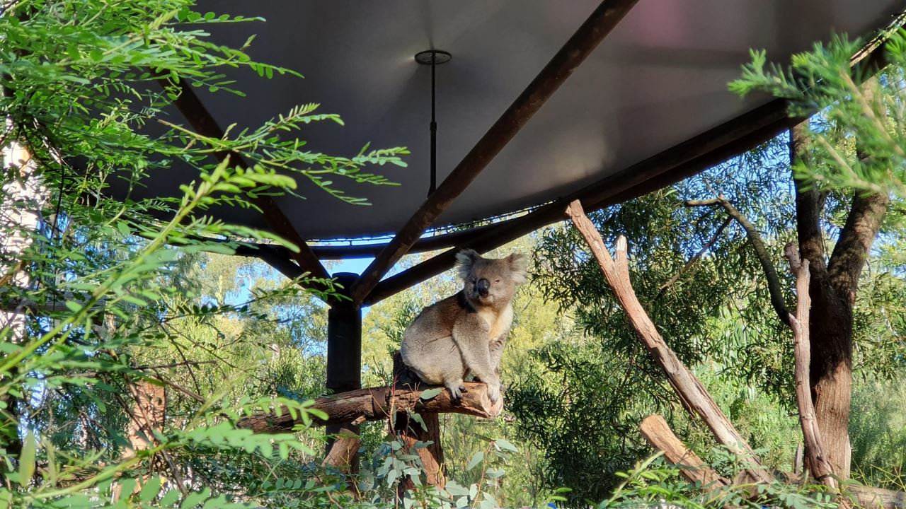 A koala sitting on a tree branch