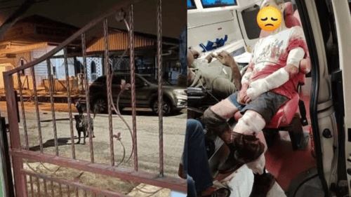 empat cedera diserang anjing rottweiler 