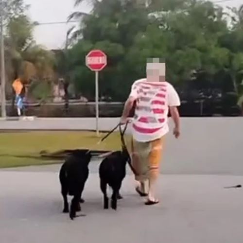 pemilik setuju lupuskan dua anjing rottweiler yang gigit lima individu di taman desa bidara, baling