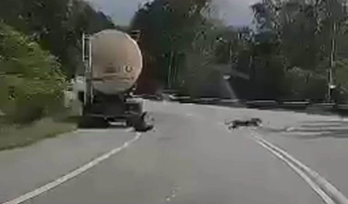 pemandu lori cedera parah diserang harimau kumbang ketika buang air kecil