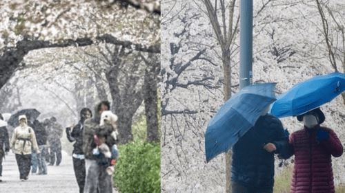bunga sakura mekar dan salju turun serentak di korea selatan, kali pertama sejak tahun 1907