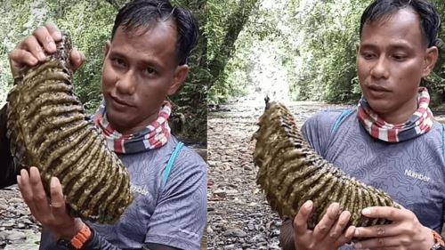 tak sangka macam ni rupanya gigi gajah! 