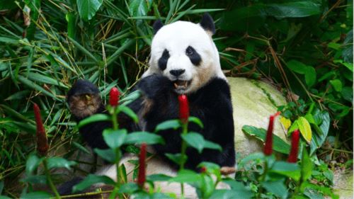 sepasang panda gergasi baharu bakal tiba ke malaysia