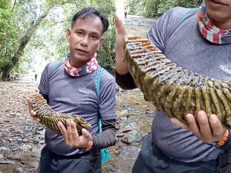 have you ever seen an elephant’s teeth up close? a malaysian discovers the unique shape