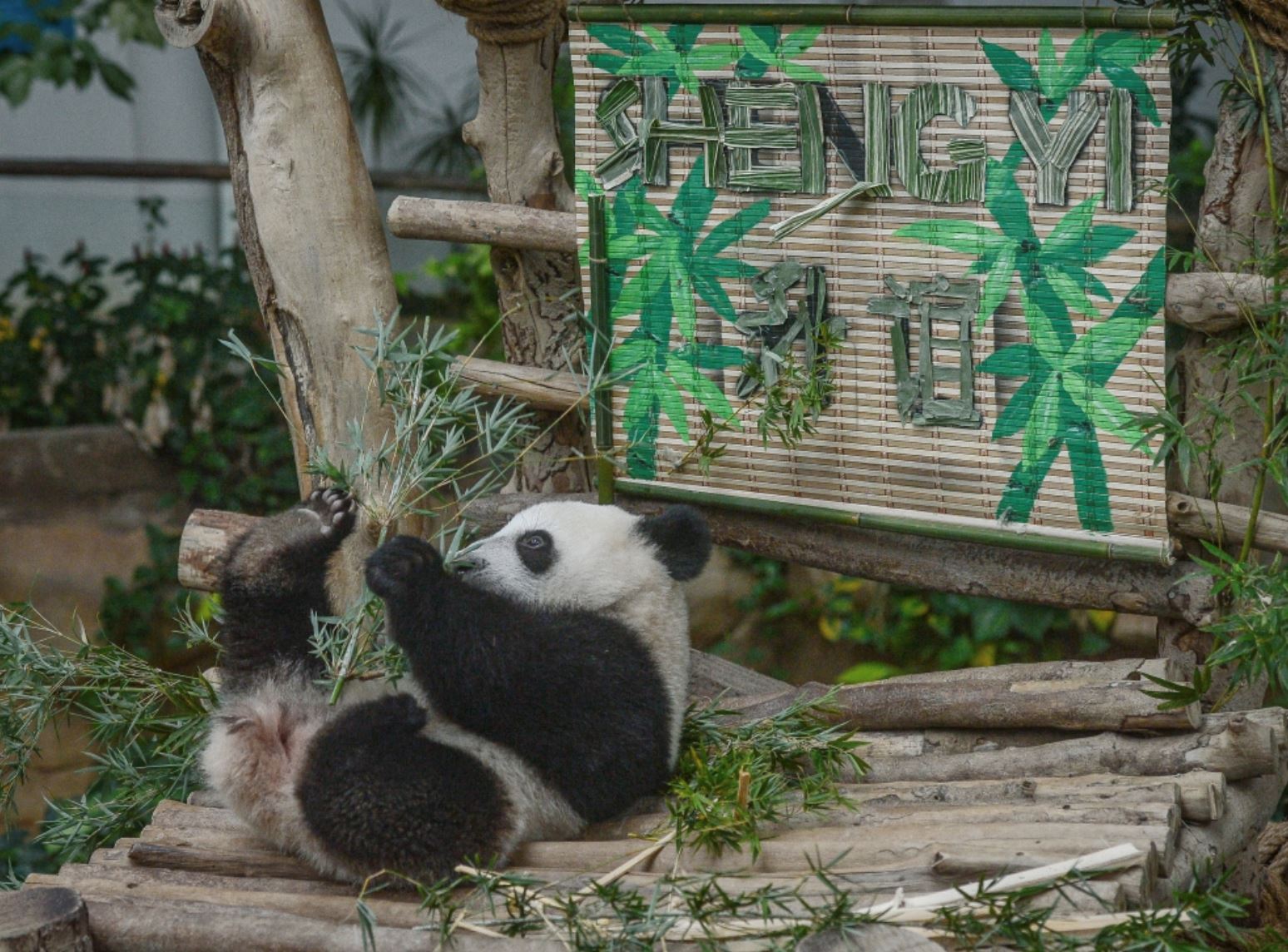 malaysia & china seal 10-year deal — and yes, it includes giant pandas!