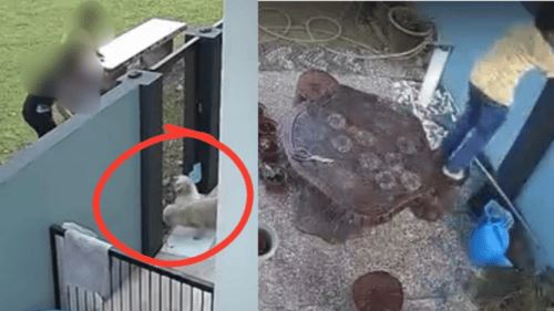 kanak-kanak ceroboh rumah, tinggalkan anak kucing sehingga mati digigit anjing