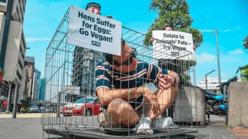 peta  anjurkan demonstrasi ‘sangkar manusia’ untuk tingkatkan kesedaran terhadap kebajikan haiwan