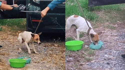 penderitaan anjing terperangkap dalam balang plastik selama 19 hari berakhir