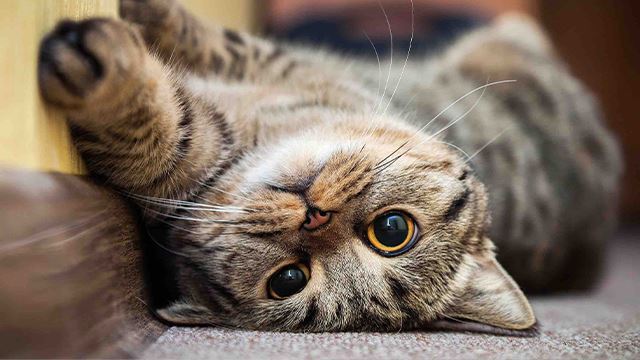 kajian dedahkan kucing sebenarnya faham arahan manusia tetapi lebih suka buat tak tahu