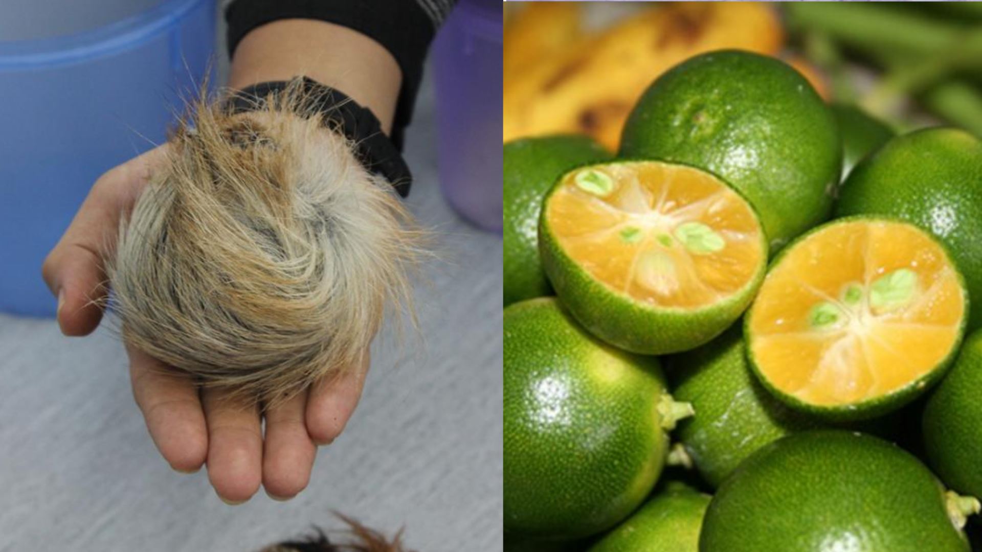 ramai ingat haruman kasturi itu macam limau kasturi, rupanya bukan langsung