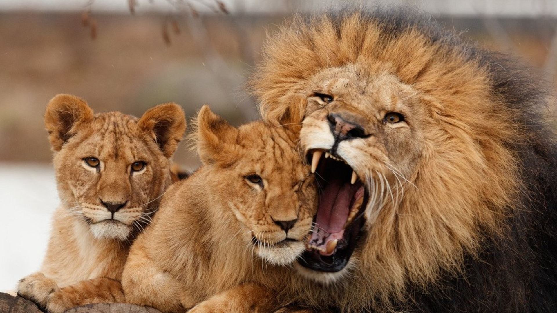 zoo ajak orang ramai sumbangkan haiwan peliharaan sebagai makanan pemangsa