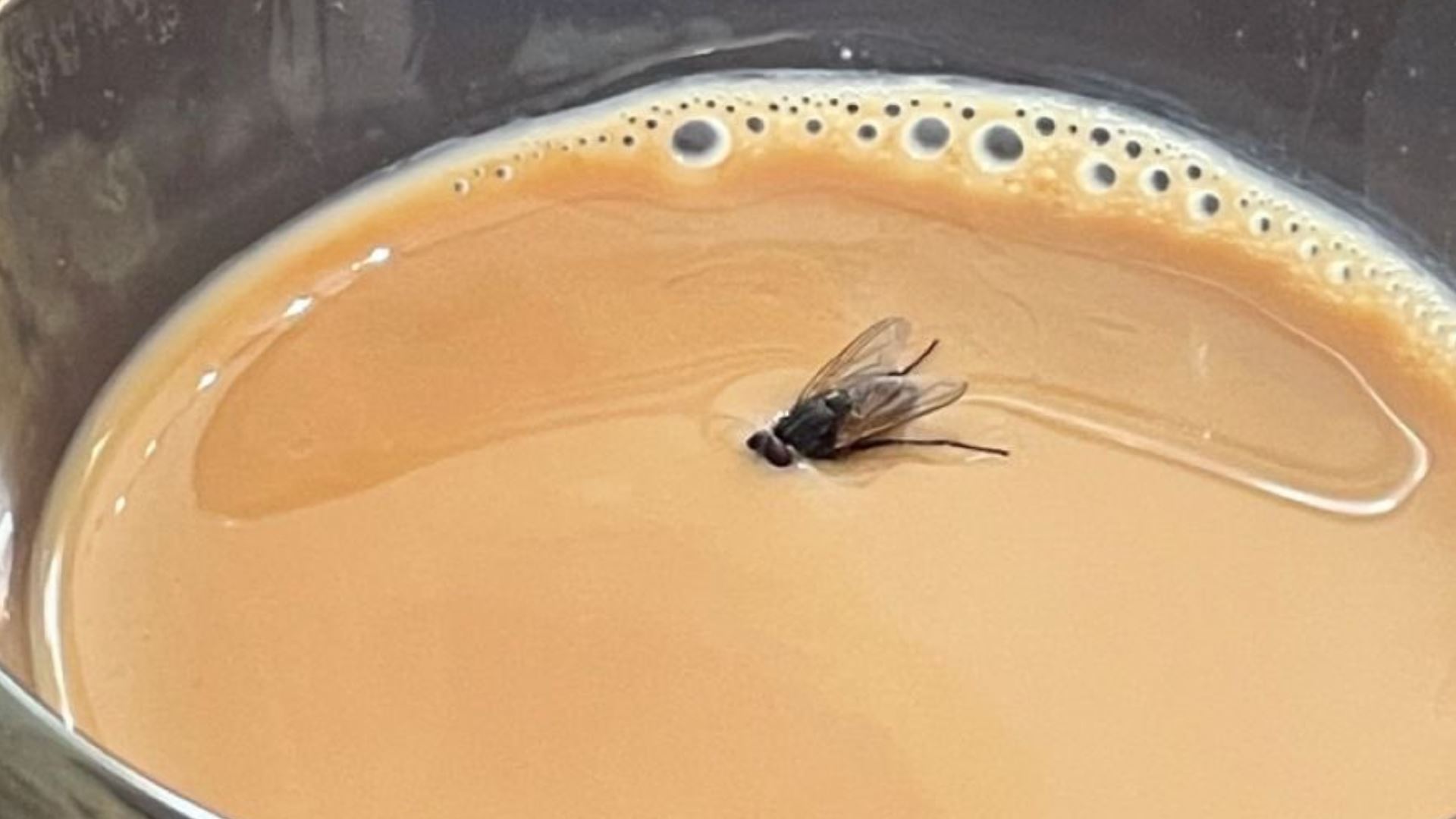 boleh ke minum semula air yang dimasuki lalat?