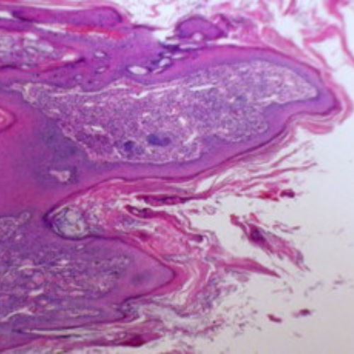 penduduk tergamam, arnab misteri muncul dengan tanduk dan sesungut hitam macam dalam filem seram!