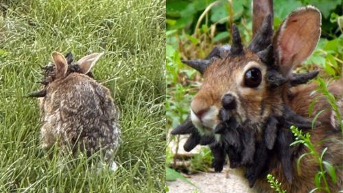 penduduk tergamam, arnab misteri muncul dengan tanduk dan sesungut hitam macam dalam filem seram!