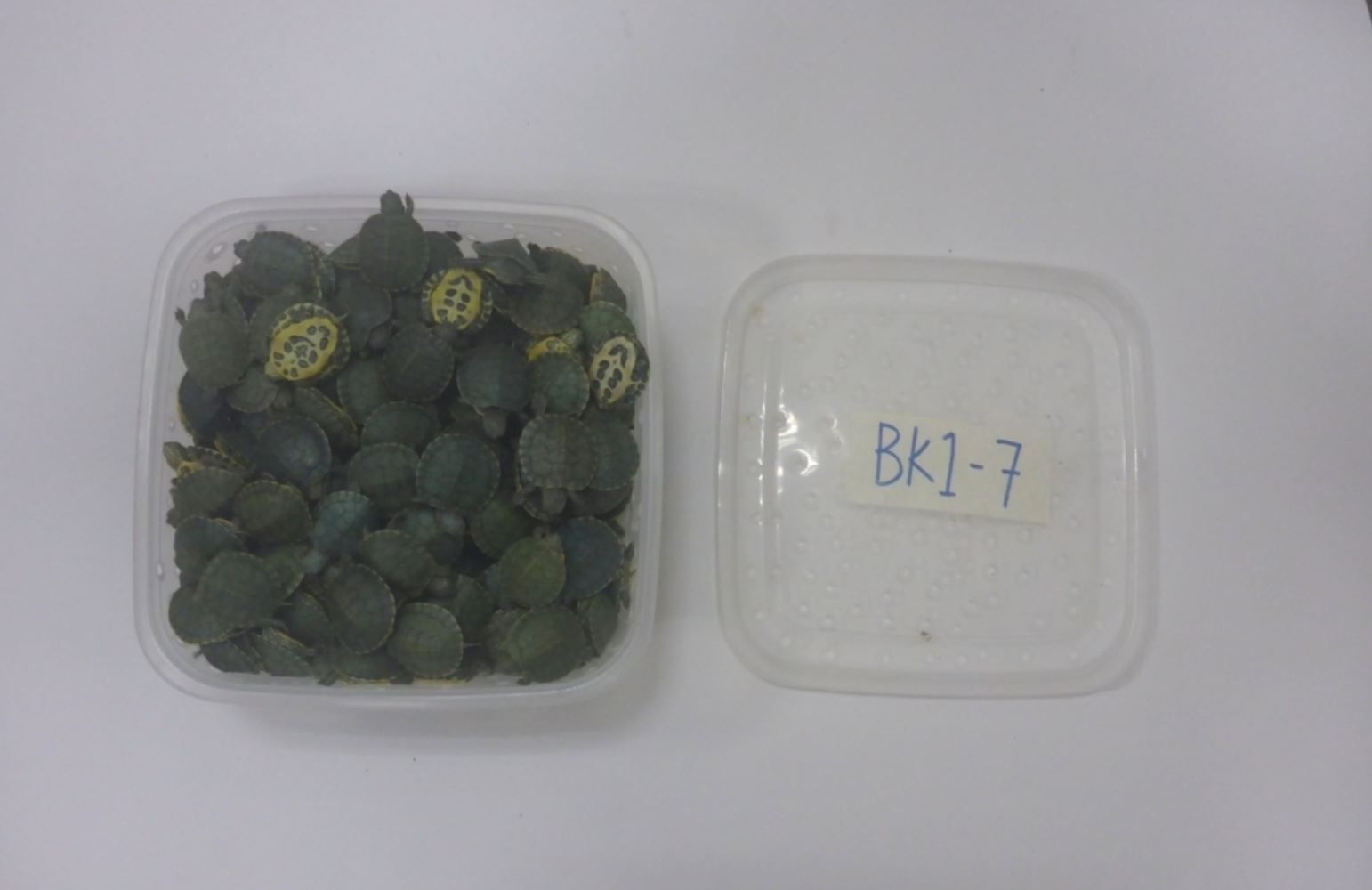 klia officers catch foreigner with luggage full of turtles worth rm348,000