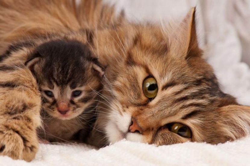 [video] kajian dedah kucing juga boleh alami demensia, proses sama seperti manusia