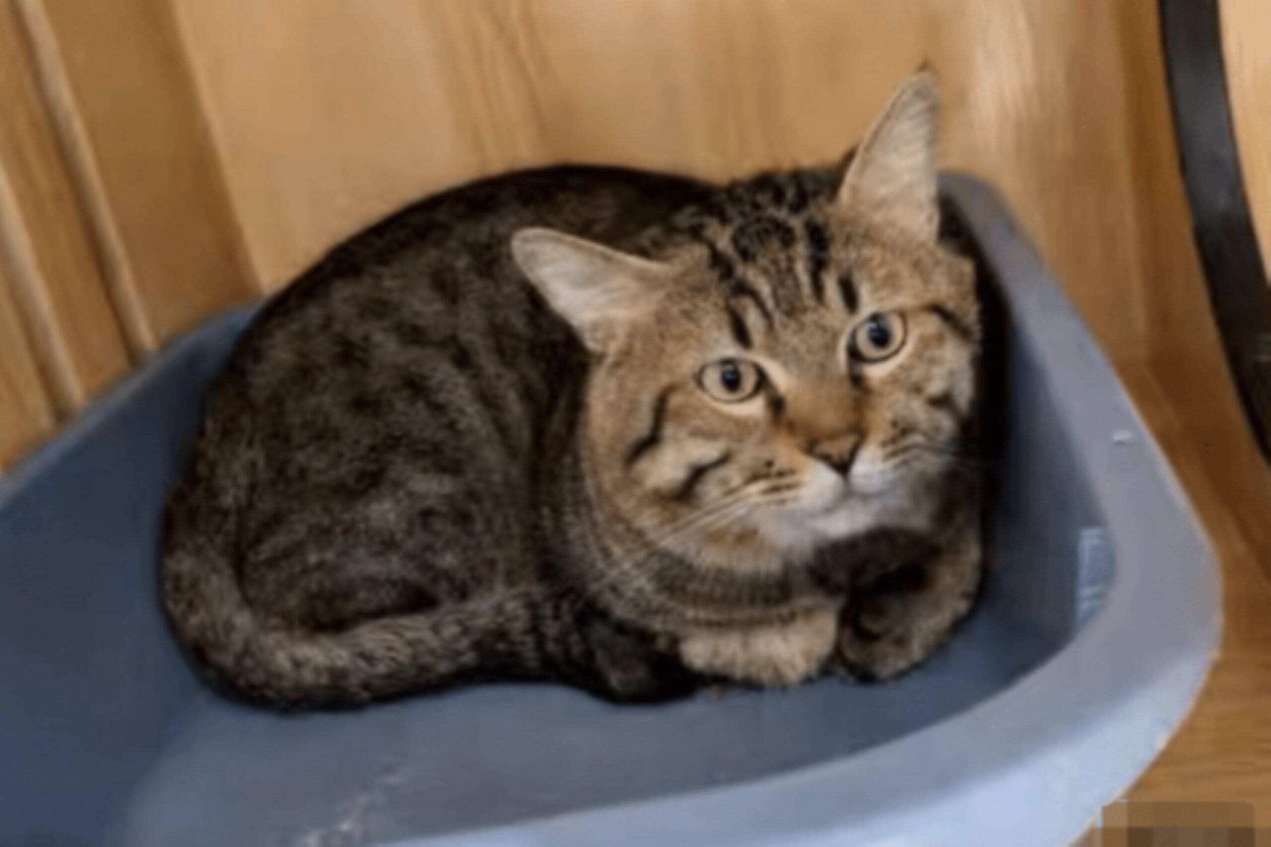 kucing dilelong kerana pemilik gagal bayar hutang