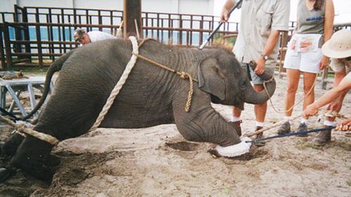 [video] kenapa gajah ini takut sangat? jawapannya lebih gelap daripada yang kita sangka!