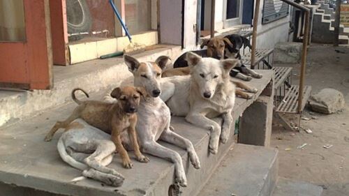 perancis angkat suara untuk yang tidak bersuara, pembuangan anjing kini jenayah berat!