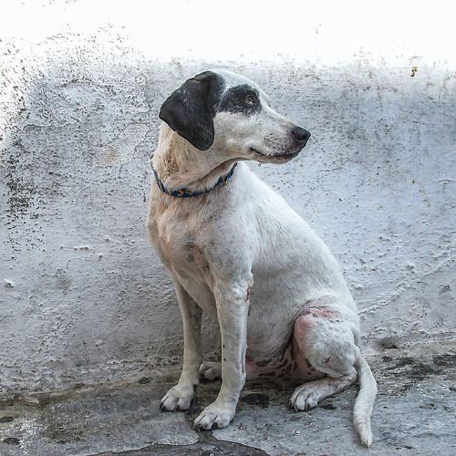 perancis angkat suara untuk yang tidak bersuara, pembuangan anjing kini jenayah berat!