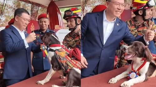 [video] frankie, wira empat kaki yang bersara tetapi tetap menjadi lagenda k9