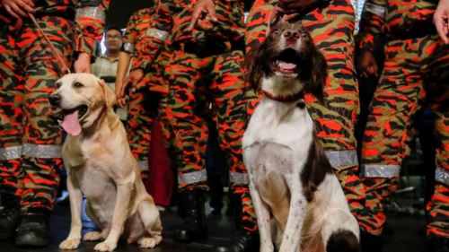 [video] frankie, wira empat kaki yang bersara tetapi tetap menjadi lagenda k9