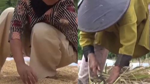 [video] sawah hancur dan bantuan lambat, petani sumatera barat bergelut selamatkan padi tercemar