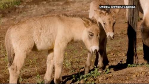 kelahiran luar biasa! spesies kuda pupus kini hidup semula