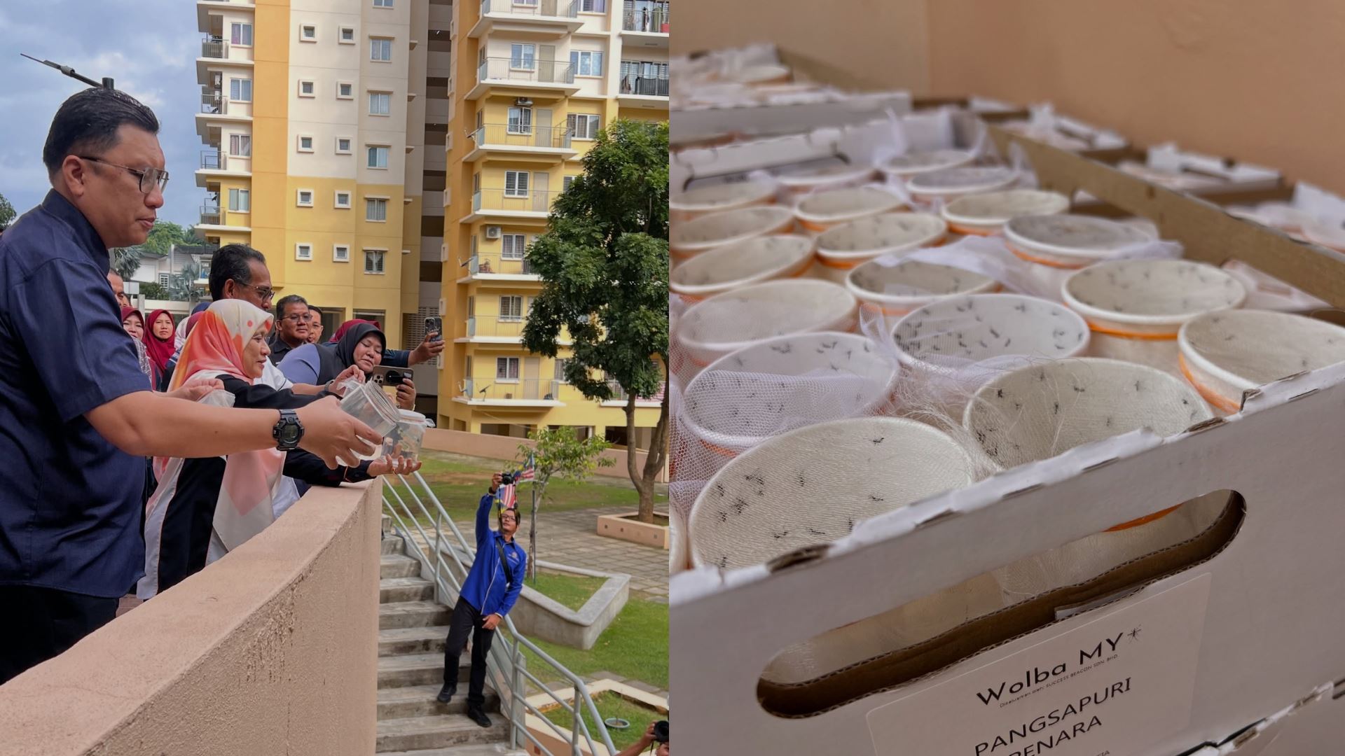 65,000 nyamuk aedes ber-wolbachia dilepaskan, risiko denggi menjunam