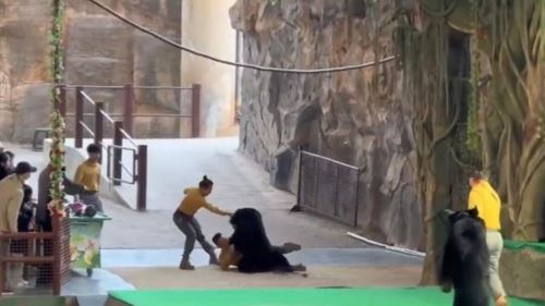 [video] 46 saat paling ngeri, penjaga diserang beruang di safari hangzhou!